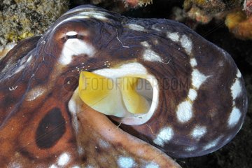 Night Octopus around the island of Bali Indonesia