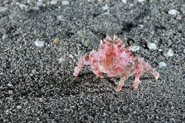 Soft coral crab around the island of Bali Indonesia