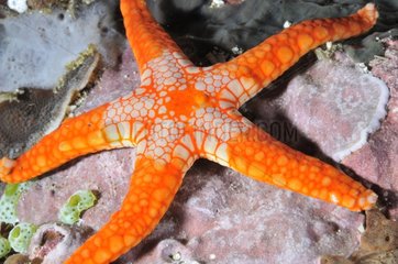 Peppermint sea star in the Indian Ocean around Bali