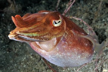 Stumpy cuttlefish in Indian ocean around Bali Indonesia