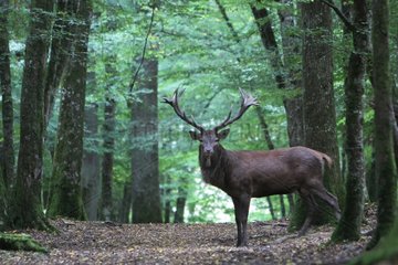 Deer in a forest in France