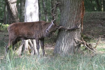 Deer marking its territory against a tree in France