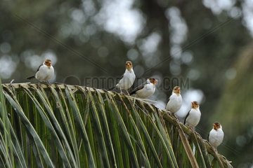 Yellow-billed Cardinals on a palm Pantanal Brazil