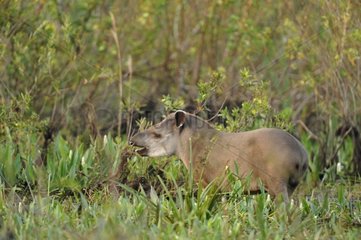 Brazilian Tapir in vegetation Pantanal Brazil