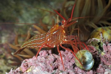 Monaco shrimp in the Mediterranean sea Cap d'Antibes France