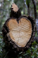 Cutting wood in the shape of Heart Brazil