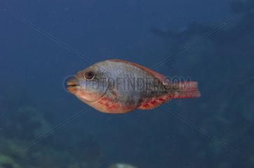 Parrotfish female Guajimico Cuba