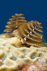 Christmas Tree Worm on Coral reef Guajimico Cuba