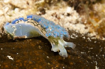 Curly sea slug on the reef Guajimico Cuba