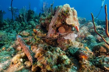 Reef ravaged by a wetting Guajimico Cuba
