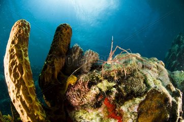 Spider sharp nose in a tubular sponge Dominica island