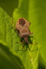 Dock Bug on a leaf Sweden