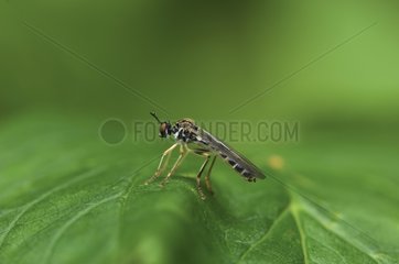 Small Yellow-legged Robber Fly on a leaf Denmark