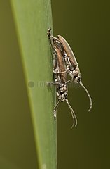 Leaf beetle mating on a leaf Denmark