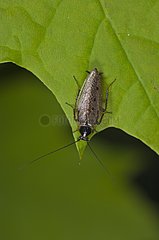 Dusky Cockroach on a leaf Alsterbro Sweden