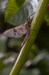 Mayfly on a stem Suserup Denmark