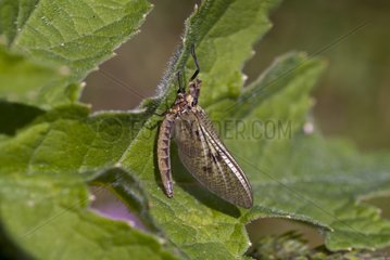 Mayfly on a leaf Suserup Denmark