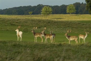 Fallow Deers in a meadow Jægersborg Dyrehave Denmark