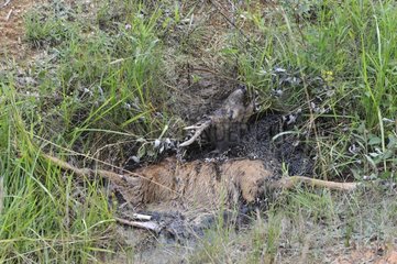 Corpse Roedeer hit by a vehicle in a ditch Centre France