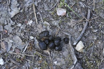 Roedeer feces on a forest path Centre France