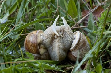 Roman Snail mating Jydelejet Denmark
