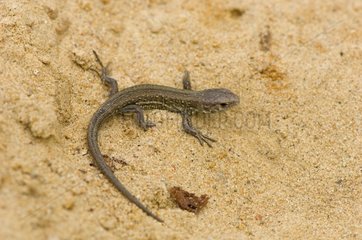 Juvenile Sand Lizard Molslaboratoriet Denmark