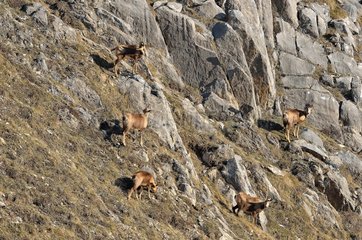 Chamois in the rocky Pyrenees France