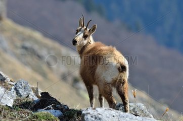 Chamois in the rocks Pyrenees France