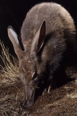 Aardvark catching ants night South Africa