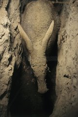 Aardvark eating in Termite South Africa