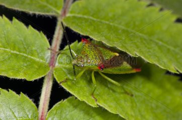Hawthorn shield bug on a leaf Alsterbro Sweden