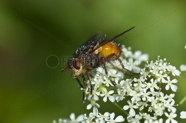 Tachinid fly on a flower Alsterbro Sweden