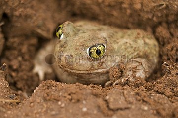 Couch Spadefoot burrowing itself into the ground Arizona