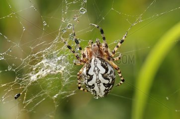 Oak spider on his web France