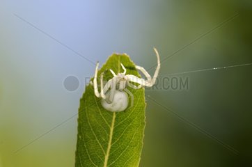 Spider crab on the lookout on a leaf France