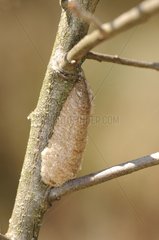 Praying mantis egg case on a branch France
