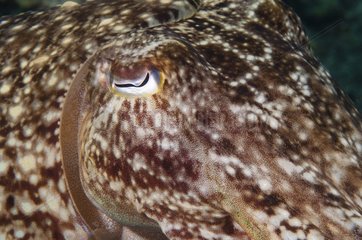 Broadclub Cuttlefish Bloombog Archipelago Cagayan