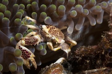 Anémone Crab Bloombog Archipelago Cagayan Philippines