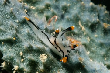 Sea slug on reef Sipalay Philippines