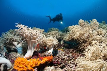 Diver and Soft Coral Cagayancillo Cagayan Archipelago
