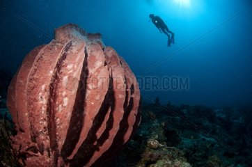 Barrel sponge and diver Cagayancillo Archipelago Cagayan