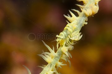 Wire Coral Shrimp on whip coral Sipalay Negros Philippines