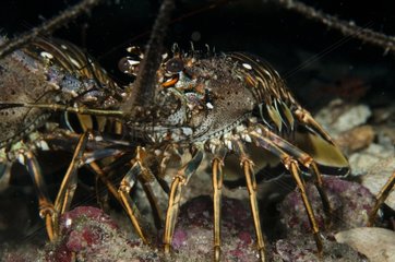 Caribbean spiny lobster on reef island of Barbados