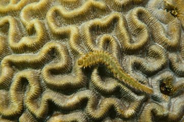 Green Bristle Worm on reef Folkestone Marine park Barbados