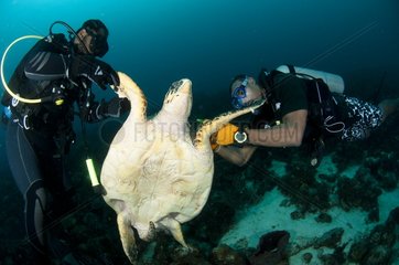 Scientific checking the marking of a Hawksbill Turtle