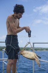 Scientific weighing a young Hawksbill turtle Barbados