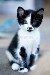 Black and white European kitten sitting France