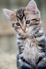 Portrait of Kitten European type in the hay barn France