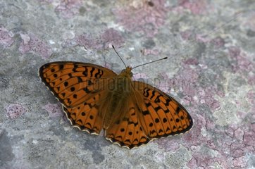 Lesser marbled Fritillary on rock France