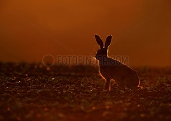 European hare at dusk Norfolk UK